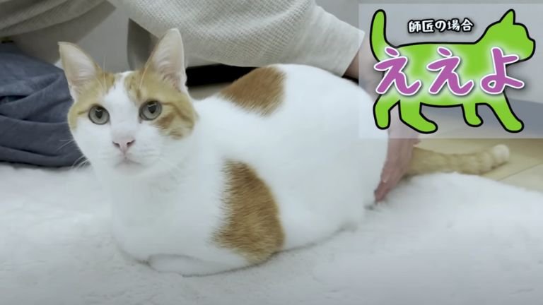 室内にいる猫