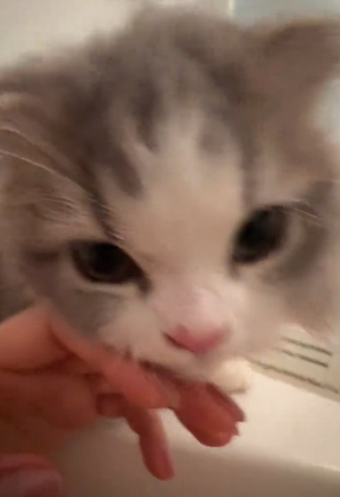 カメラ目線の猫