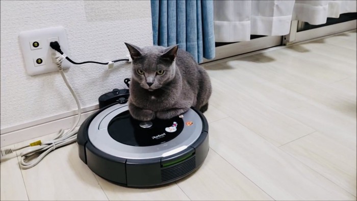 ロボット掃除機に乗るロシアンブルー