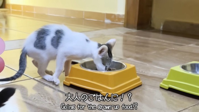 ご飯を食べる子猫