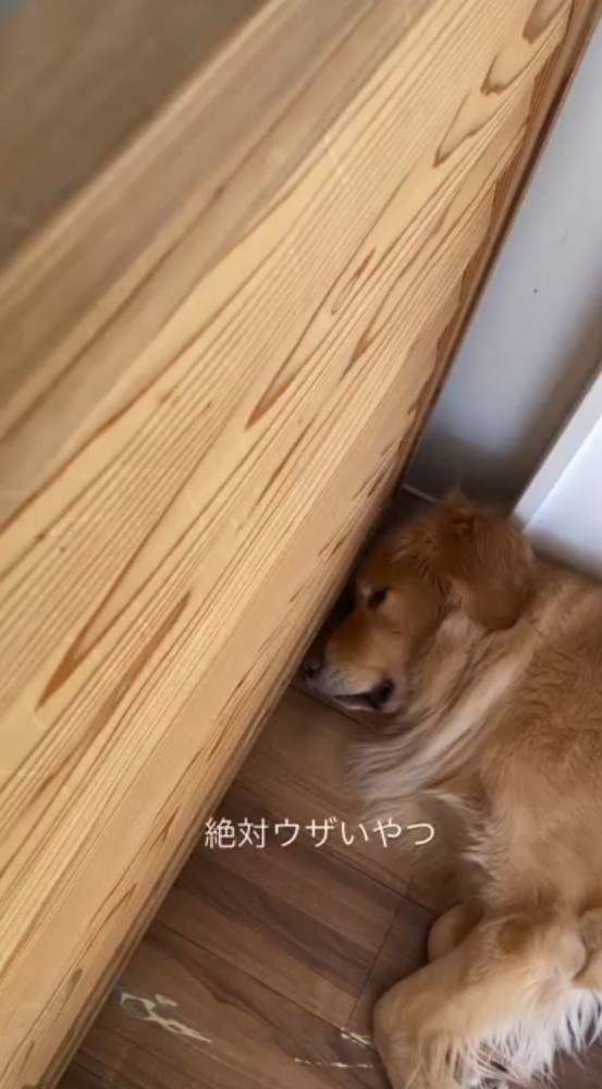 壁にもたれかかって眠る犬