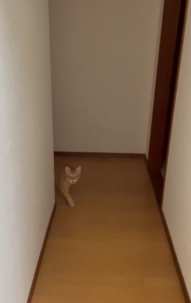 廊下の角で顔をのぞかせる猫