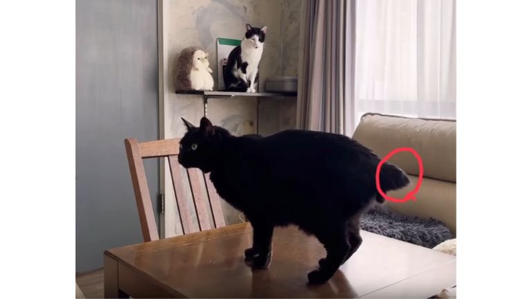 猫の尻尾