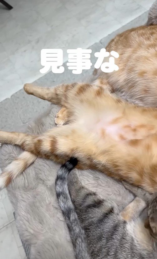 3匹の猫の下半身