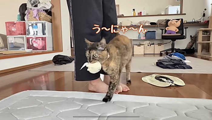 人形をくわえたまま飼い主にスリスリする猫