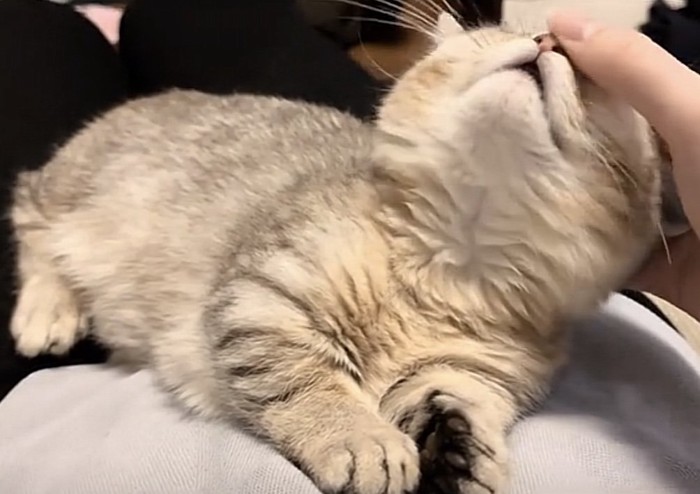撫でられている猫の写真2