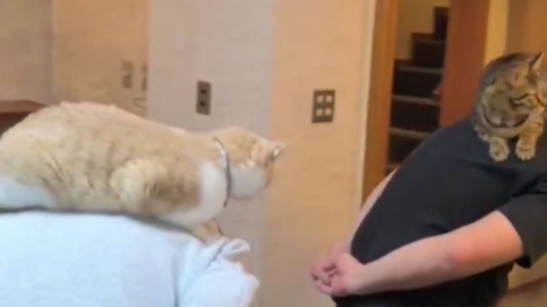 猫を背に乗せている男性