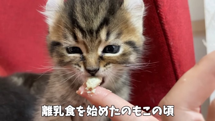 人の手から食べさせてもらう子猫