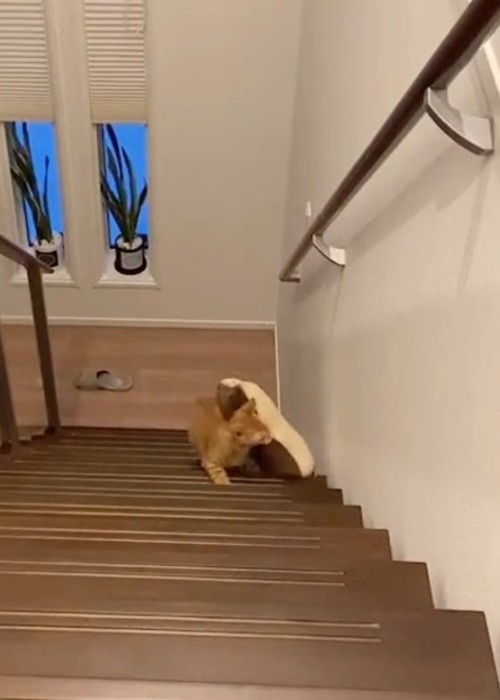 一生懸命上る猫