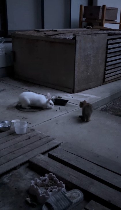 うさぎの近くに座る子猫