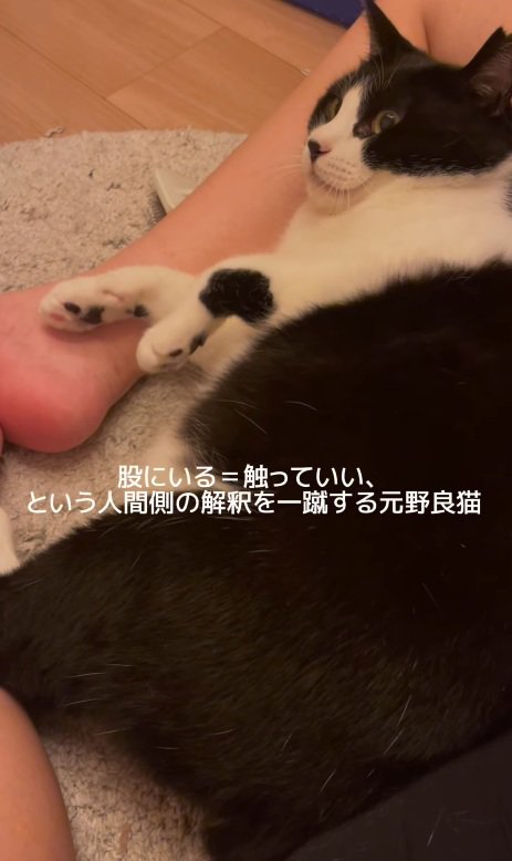 足元で休む猫