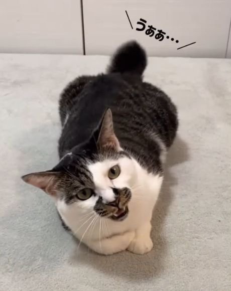 口を開けながら体を傾ける猫