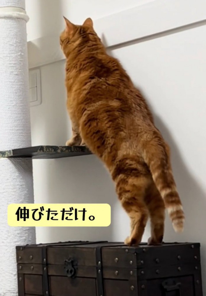 伸びる猫