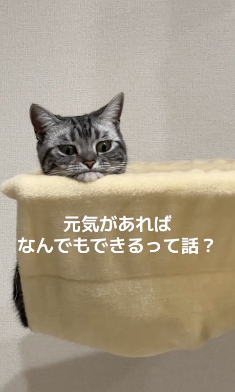 ハンモックの中にいるやや画面下側を見ている猫「元気があればなんでもできるって話？」