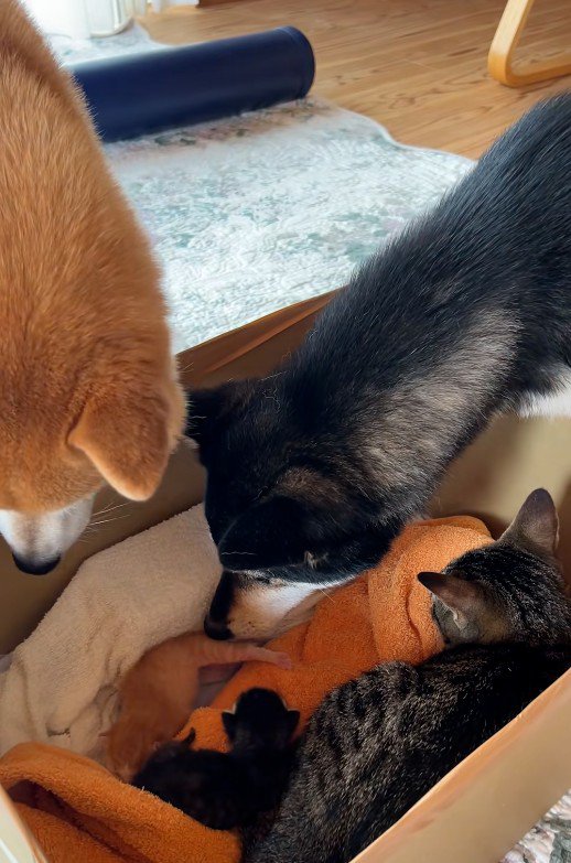 子猫を見守る犬と猫