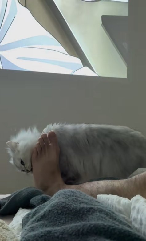 飼い主の足をかじる猫