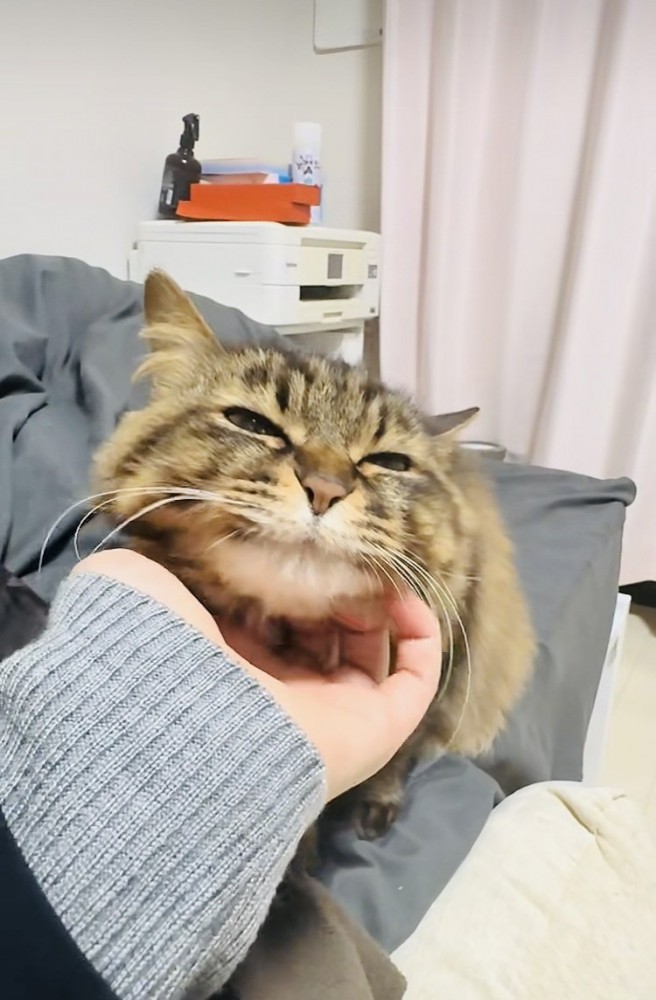 飼い主さんに顎を撫でられるキジトラ猫