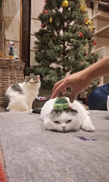 床でくつろぐ猫