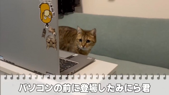 飼い主さんのパソコンの前に現れたみにらくん