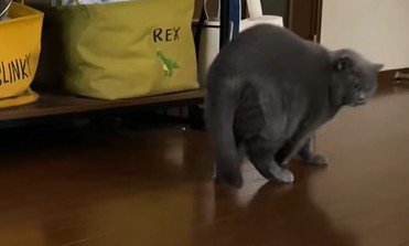 振り向く猫