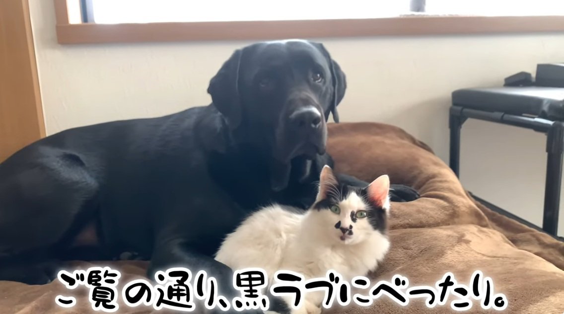 ラブラドールに寄り添っているぶち猫