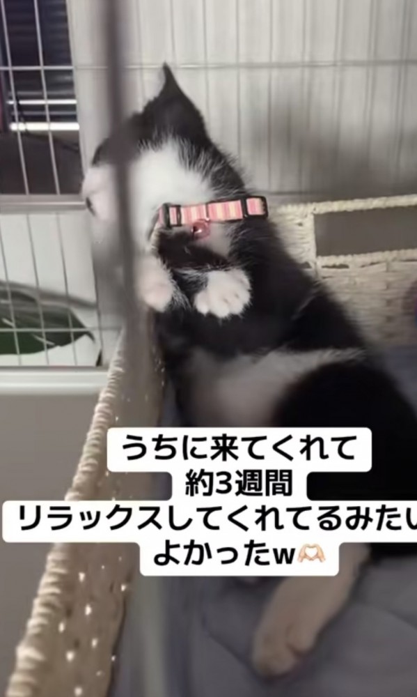 「うちに来てくれて...」のテロップ写真1