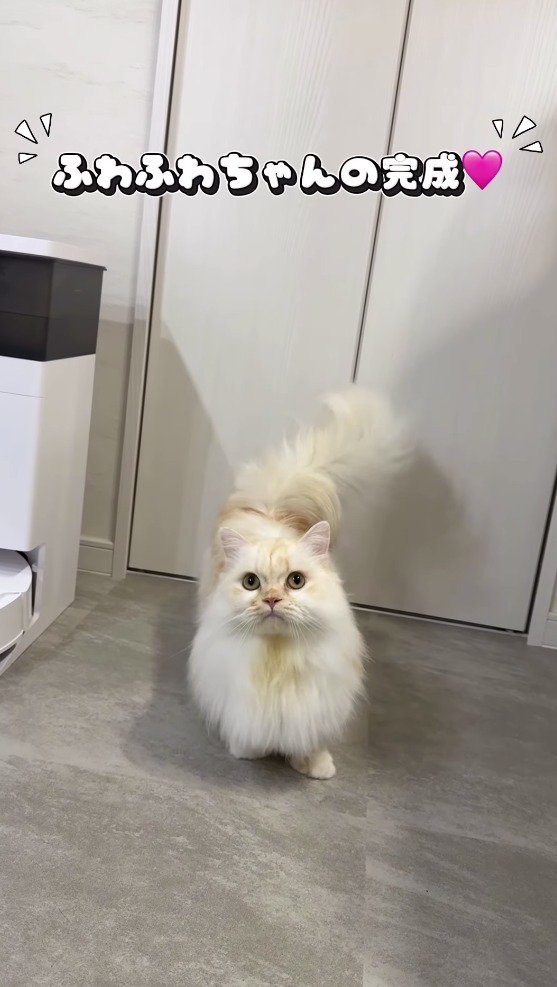 シャンプーをしてふわふわの毛並みになった猫