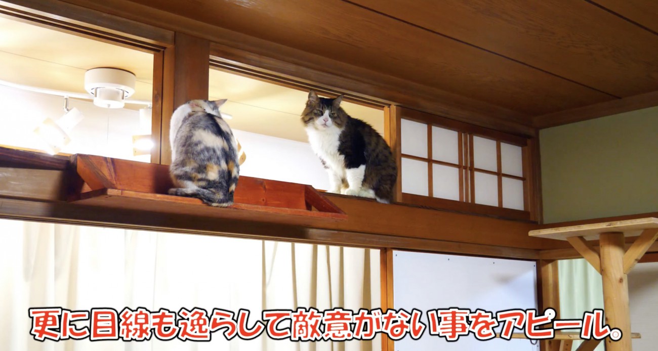 距離を取るネコ吉ちゃんとボス吉くん