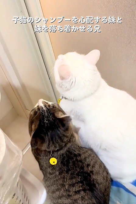 おふろを見守る2匹の猫