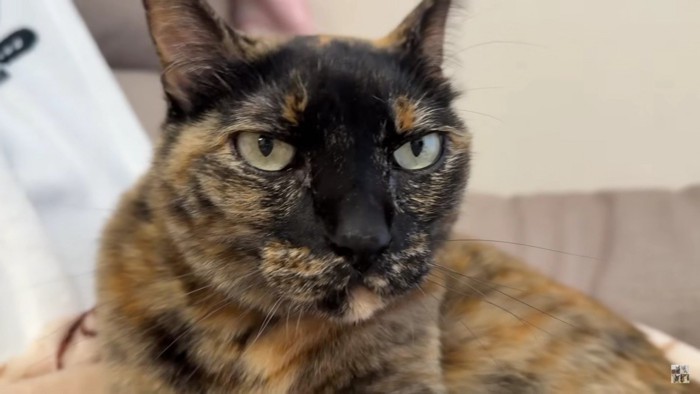 アップのサビ猫