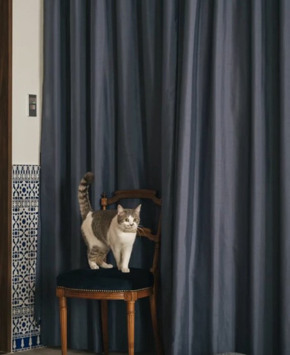 椅子の上に立つノリスちゃん