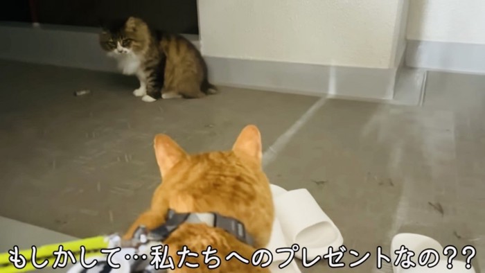 ネズミを運んできた長毛猫とネズミを見る茶トラ猫