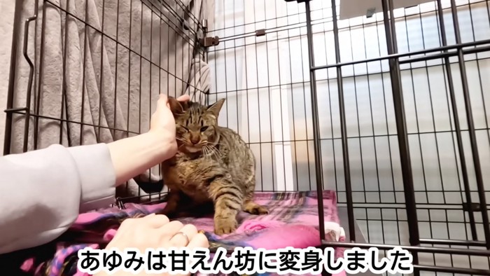 頬をなでられる猫