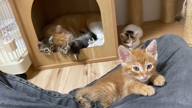 膝の上でこちらを見る子猫