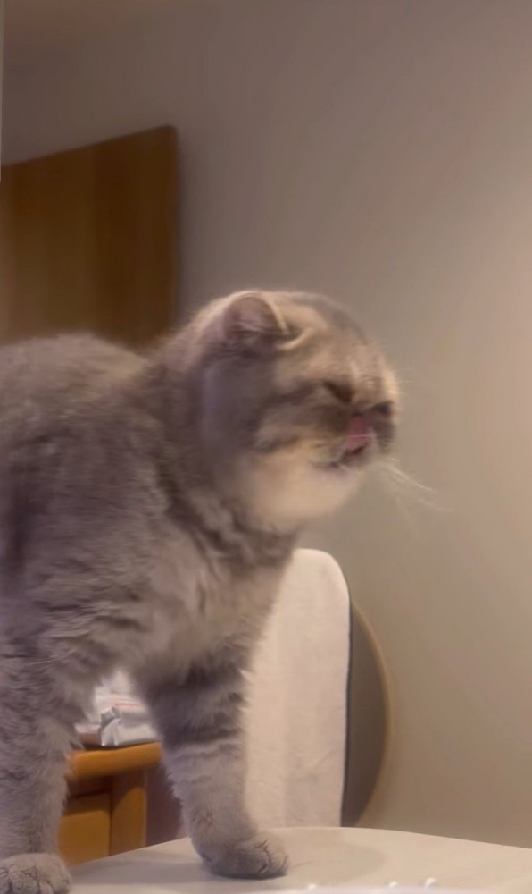 口元を舐める猫