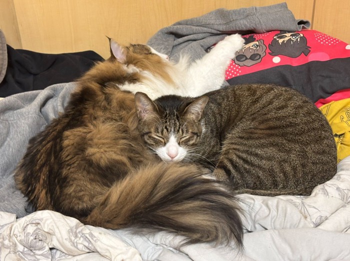 寄り添って眠る猫