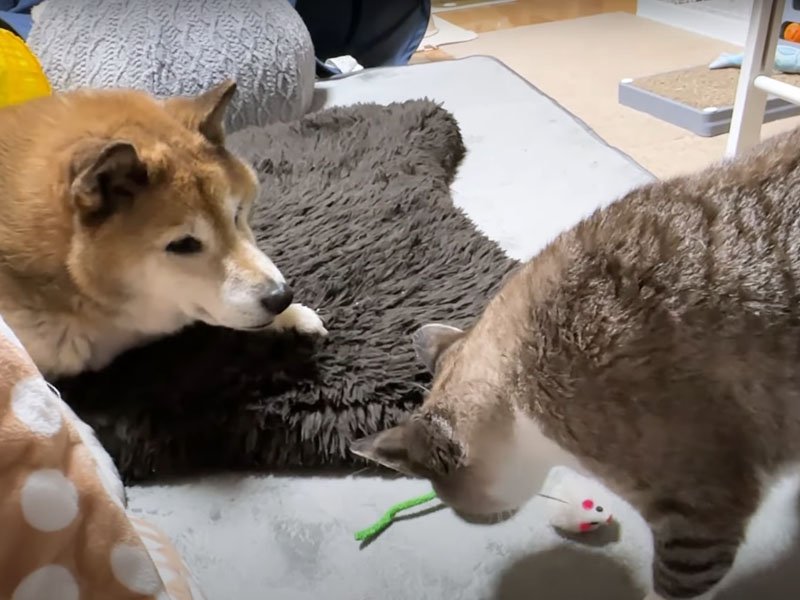 まったり猫を見つめる犬