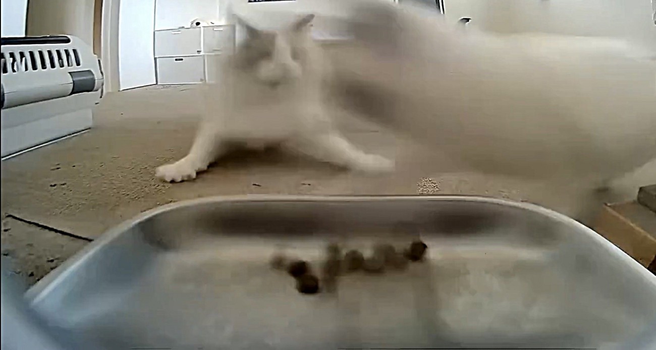自動給餌器の前に子猫が割り込む瞬間