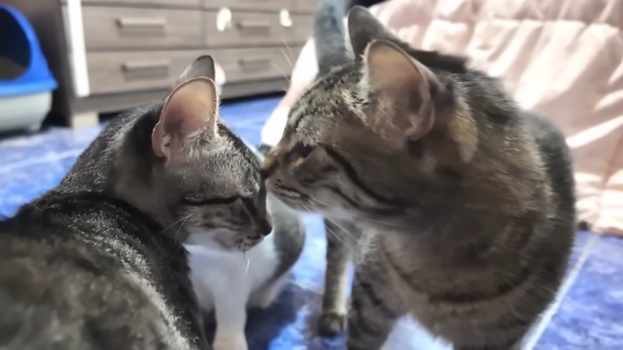 顔を近づける2匹の猫