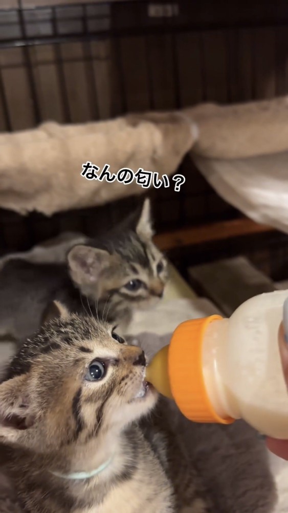 ミルクを飲む子猫