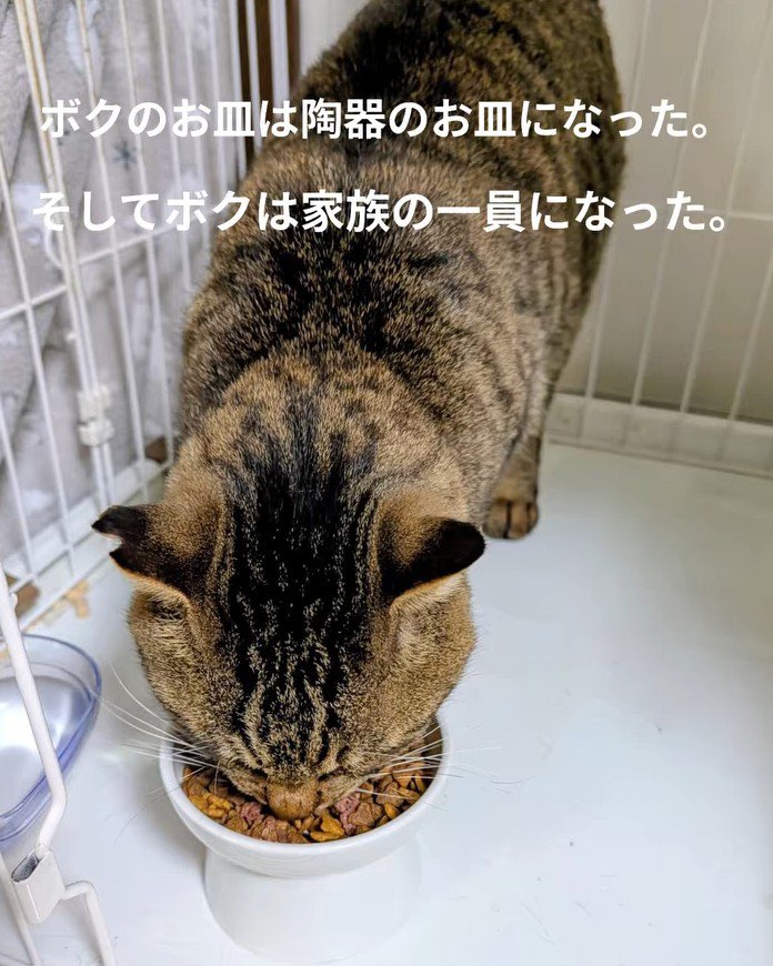 ごはんを食べる猫