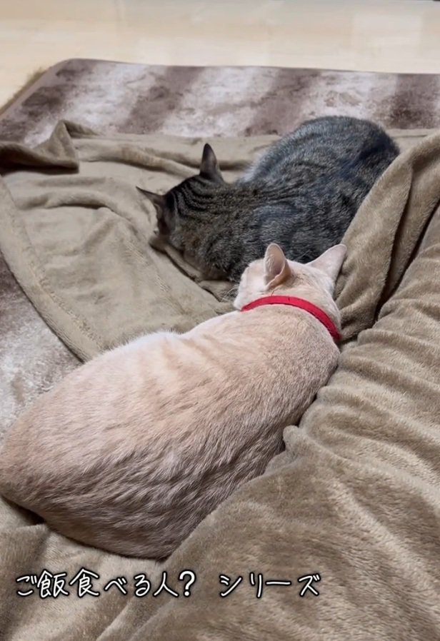 くつろぐ2匹の猫