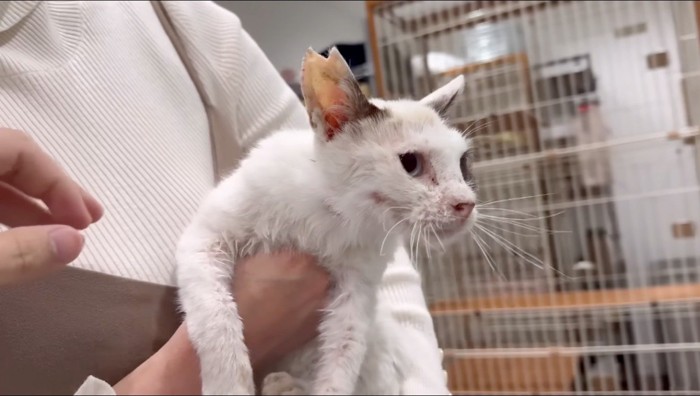 女性に抱っこされながら遠くを見つめる汚れていた猫