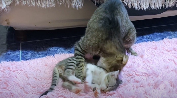子猫を噛む猫