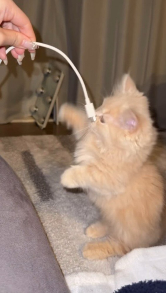 子猫の顔に当たったスマホのコード