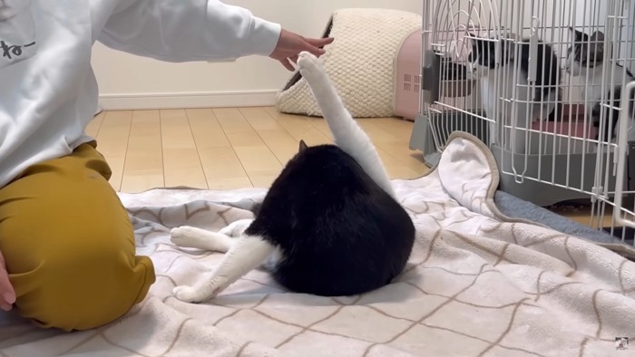 他の猫も興味津々