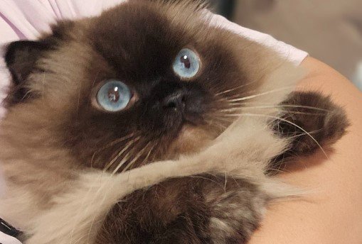 人に抱かれている猫