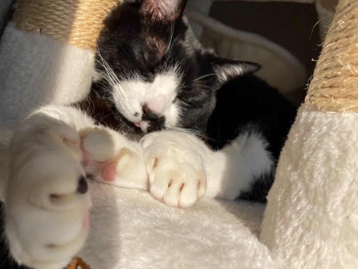 手を伸ばして寝る猫