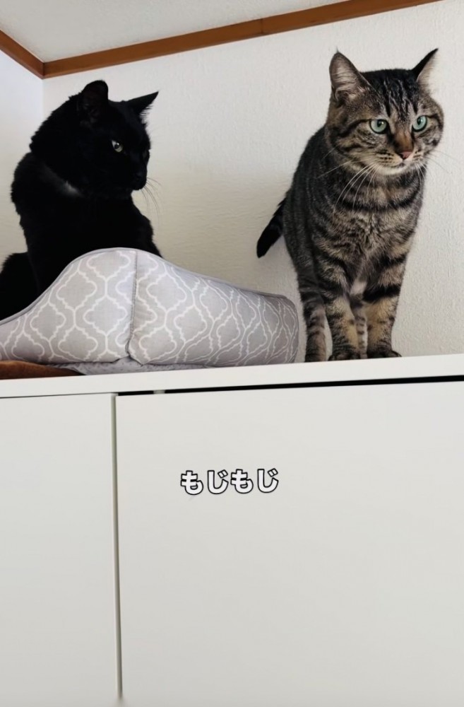黒猫をごはんに誘いたいキジトラ猫