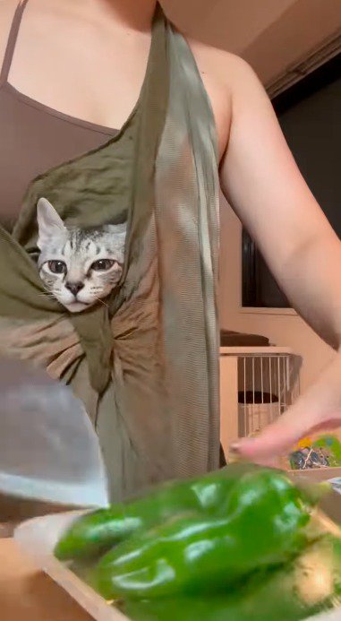 抱っこ紐の中から顔を出して、女性が料理をするところを見る子猫